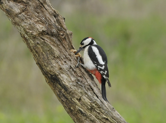 Picchio rosso maggiore - Dendrocopus major